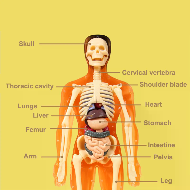 3D Human Skeleton Organ Anatom - Model Kit Simulator 评论和价格